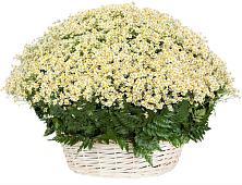 Цветочная композиция из Ромашки в корзине #REPLACE_PRED# Кунгуре